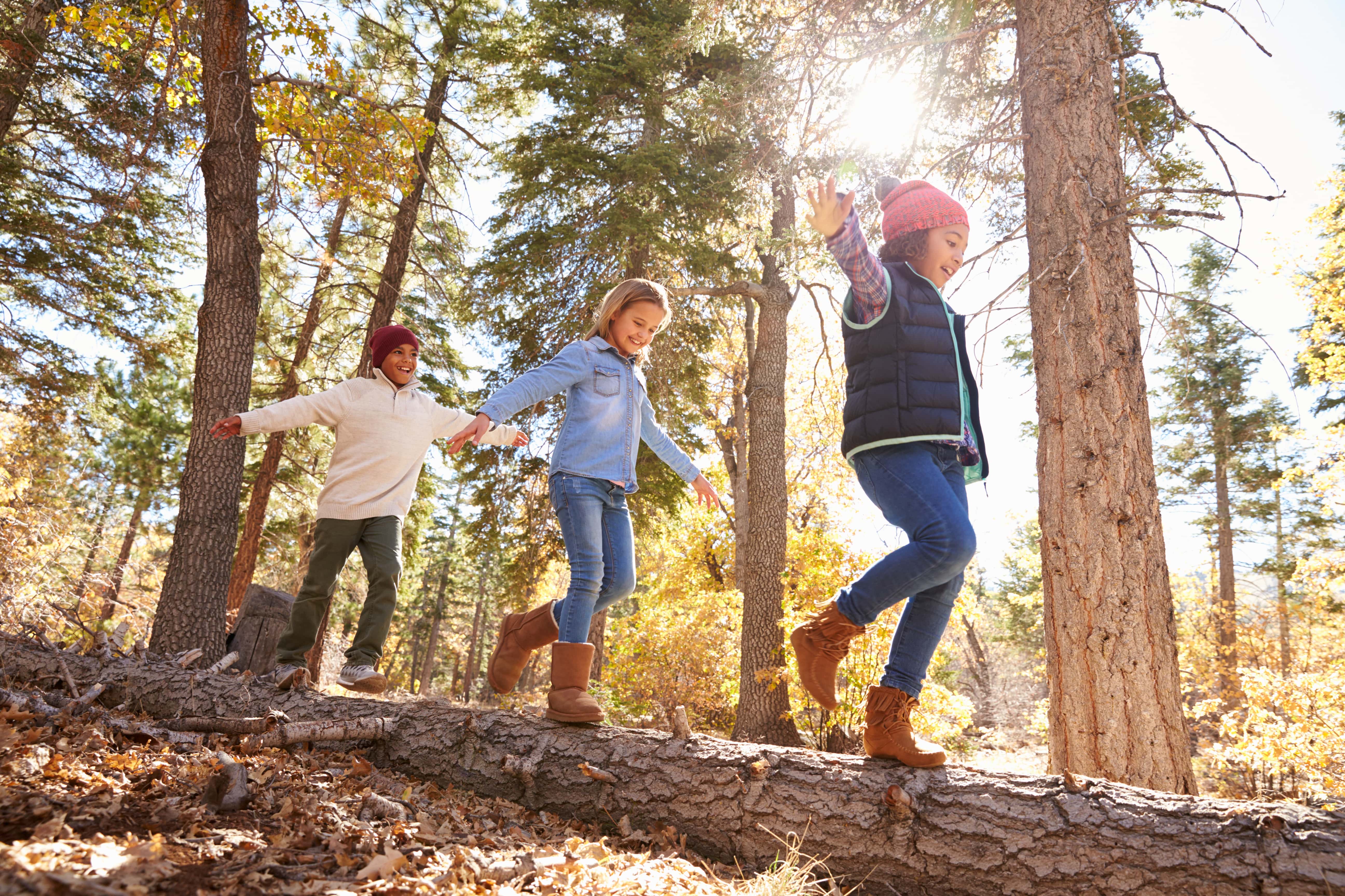 Three children playing on a tree trunk in the forest.